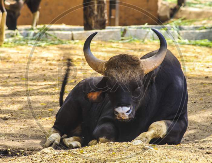 Big bison bull at Mysore zoo