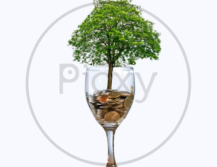 Tree Coin Glass Isolate Hand Coin Tree The Tree Grows On The Pile. Saving Money For The Future. Investment Ideas And Business Growth