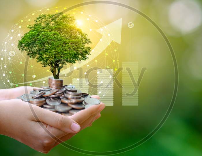 Hand Coin Tree The Tree Grows On The Pile. Saving Money For The Future. Investment Ideas And Business Growth. Green Background With Bokeh Sun