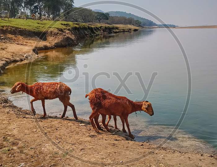 Sheeps drinking water at River