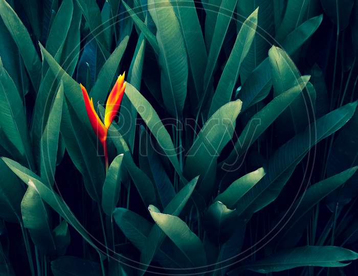 Tropical Leaves Colorful Flower On Dark Tropical Foliage Nature Background Dark Green Foliage Nature
