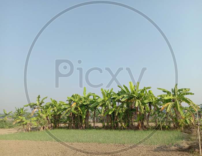 natural view with sky and banana tree