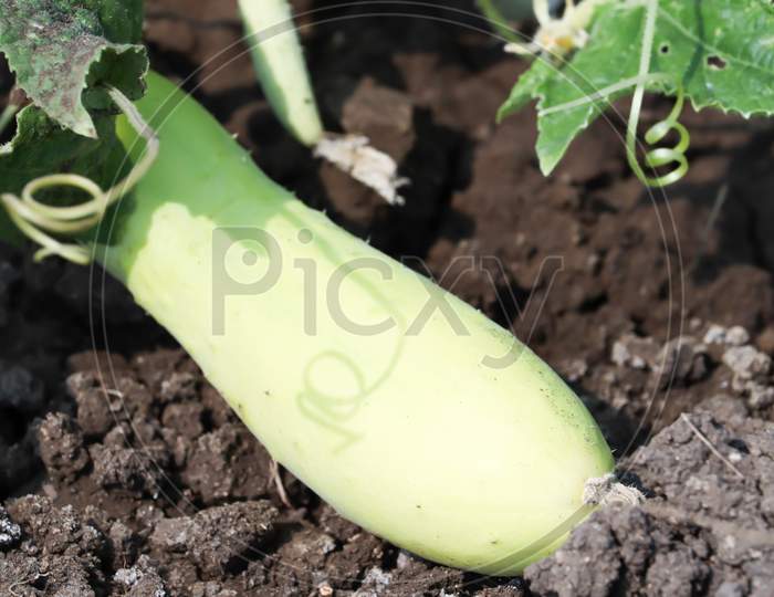 Fresh cucumber in the field