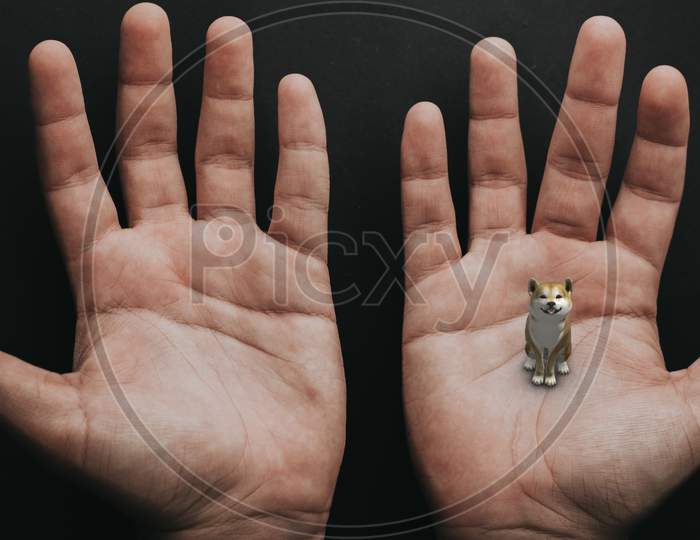 Closeup Of A Dog Sitting On The Hand Palm And Watching Straight To Viewer, On Human Hand Palm, 4K High Quality.