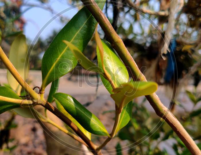 A mangrove plant