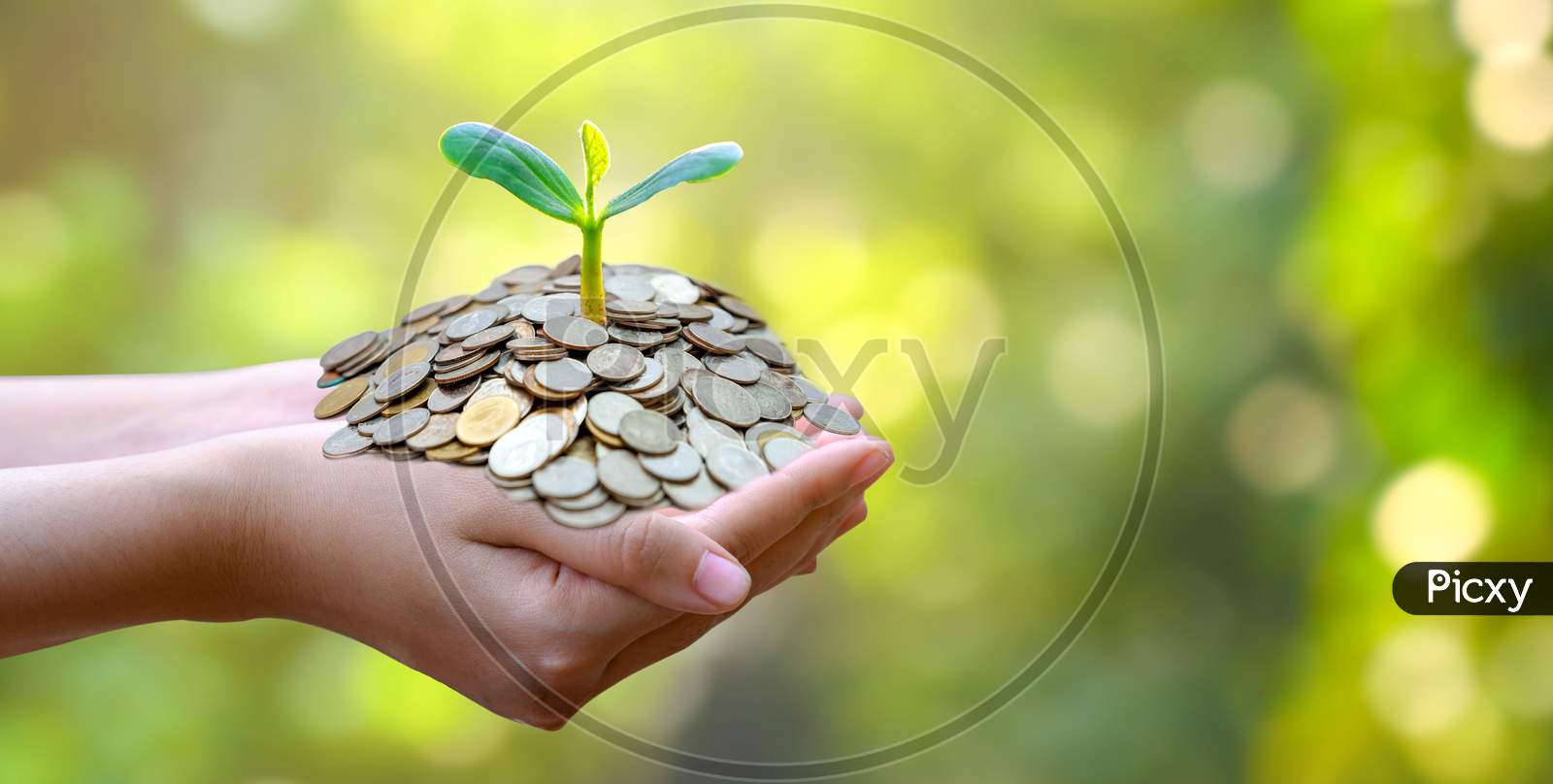 Hand Coin Tree The Tree Grows On The Pile. Saving Money For The Future. Investment Ideas And Business Growth. Green Background With Bokeh Sun
