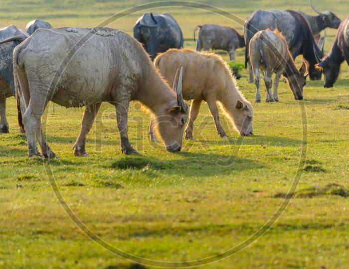 Buffalo Golden Light Meadow Buffalo Herd