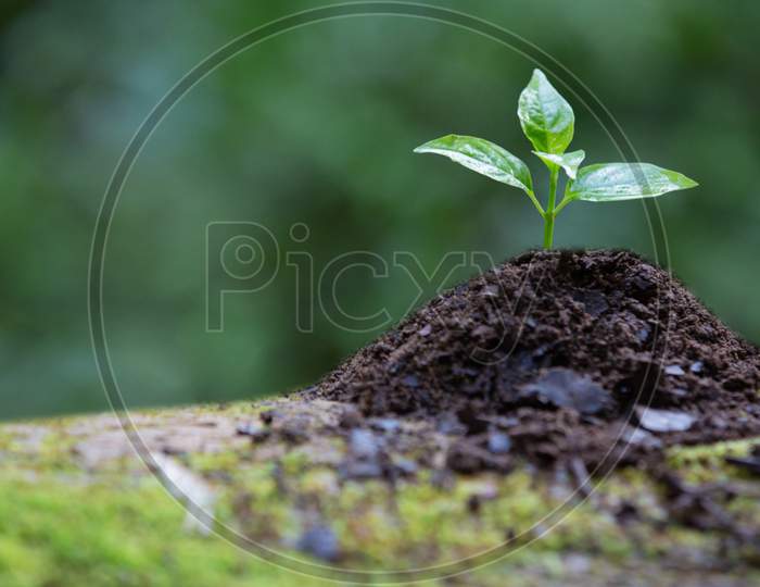 Closeup Of Beautiful Young Green Plant , Natural Growth, Concept Of Environment And Agriculture, 4K High Quality.