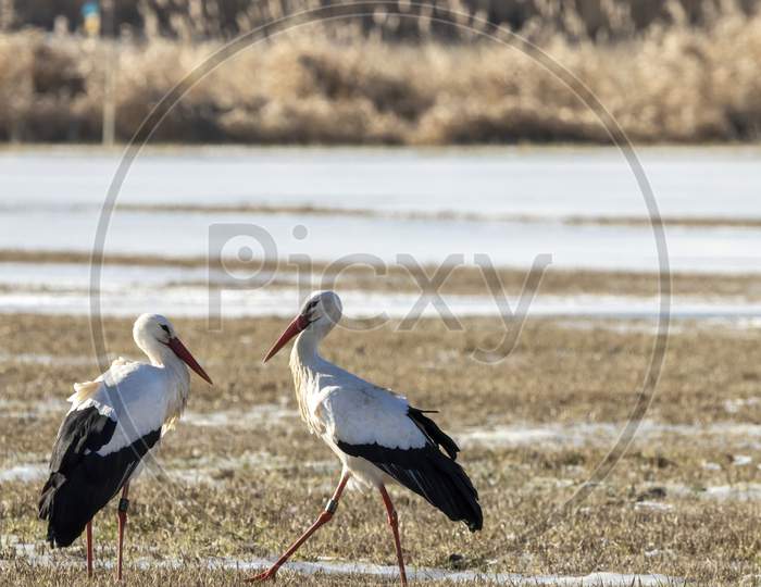A stork couple on a meadow at a cold day in winter next to Büttelborn in Hesse, Germany.