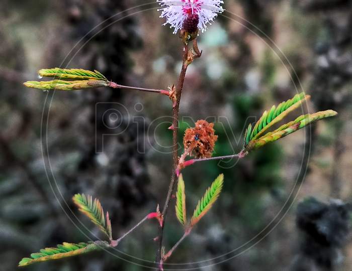 Mimasa pudika flower with twigs