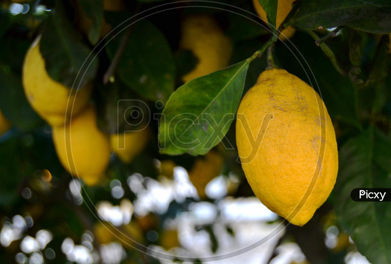 Lemon On A Lemon Tree