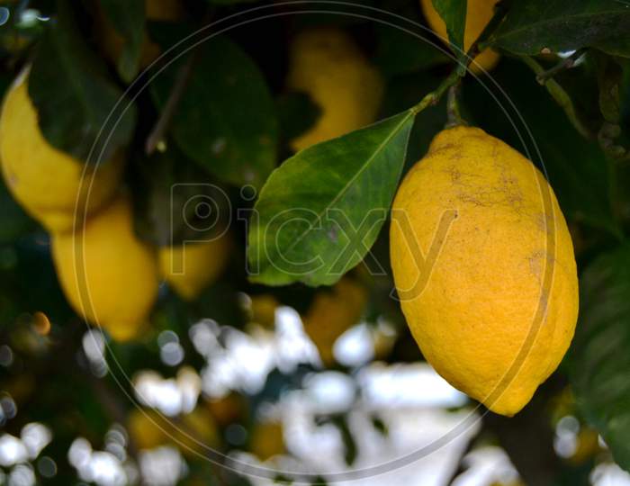 Lemon On A Lemon Tree