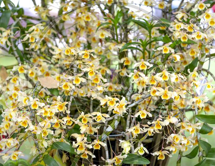 Tropical rainforest orchids. Wild orchid