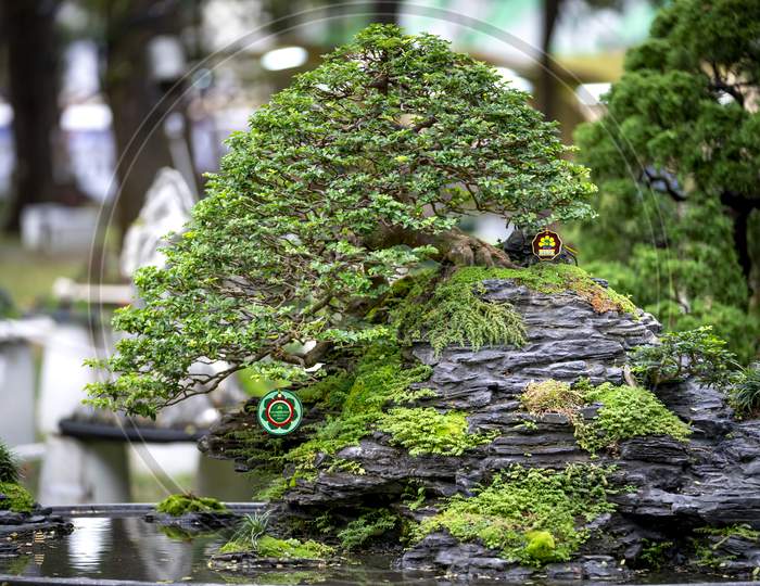 Bonsai pots displayed at a flower contest at Tao Dan Park during the Lunar New Year 2021