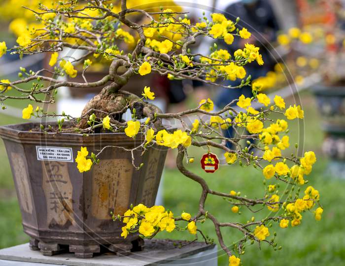 Ochna integerrima - Blooming yellow and white flowers bonsai at a flower contest Tao Dan Park in lunar new year 2021 in HCMC, VN