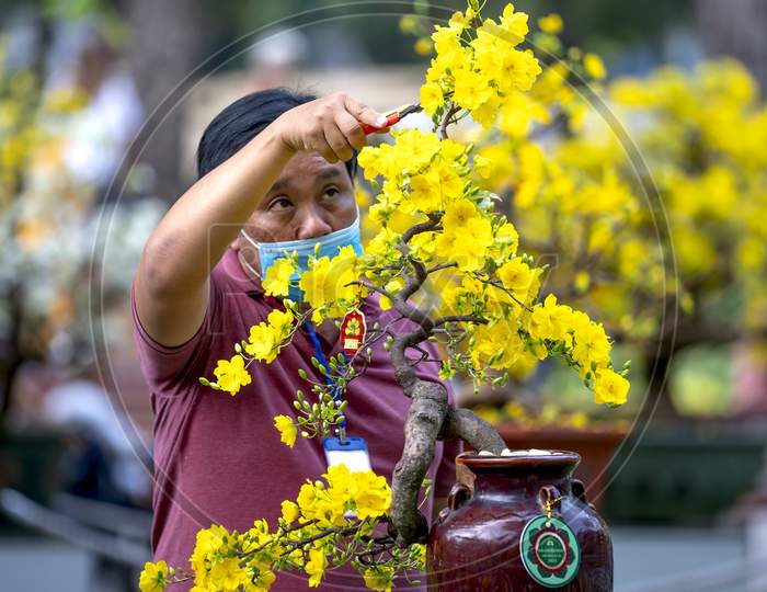 Ochna integerrima - Blooming yellow and white flowers bonsai at a flower contest Tao Dan Park in lunar new year 2021 in HCMC, VN