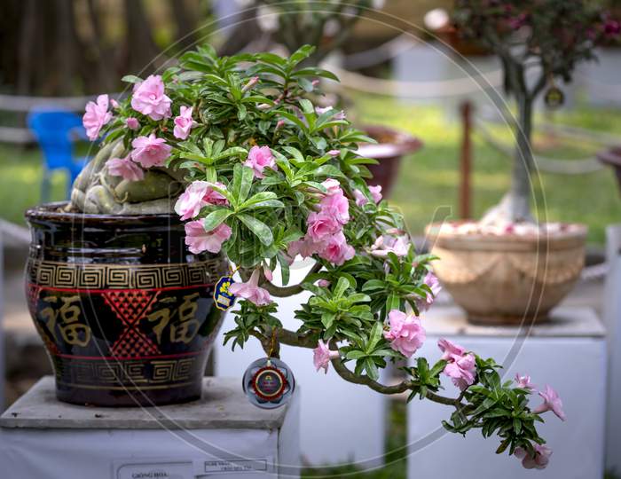 adenium flower pots are displayed at a flower contest in Tao Dan Park during the Lunar New Year 2021