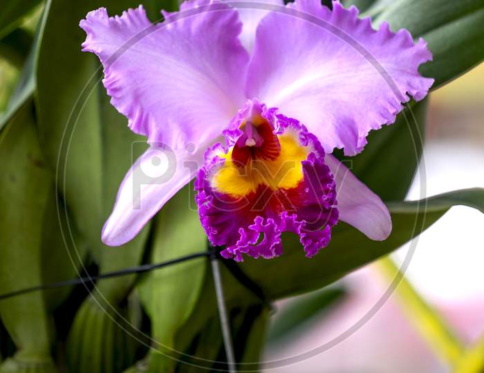 Close up orchid Cattleya flower in garden