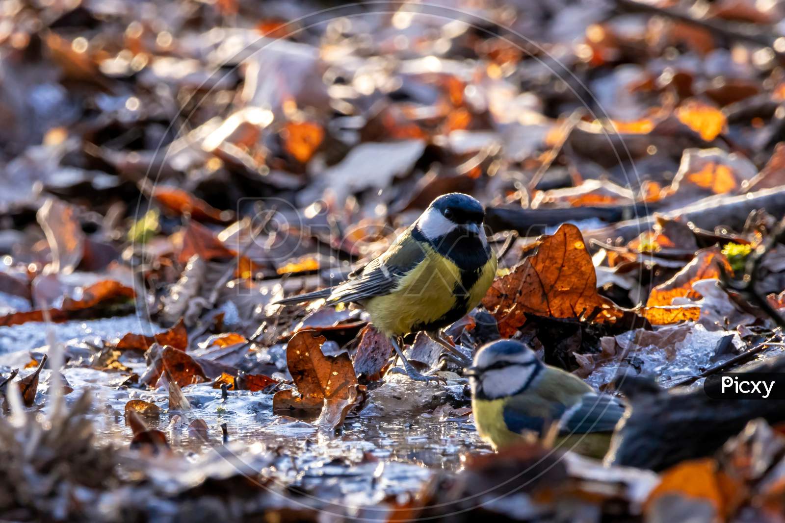 A coal tit taking a bath at a little frozen pond, using the only free space with water, surrounded by leaf at a cold day in winter in the natural reserve called Mönchbruch in Hesse, Germany.