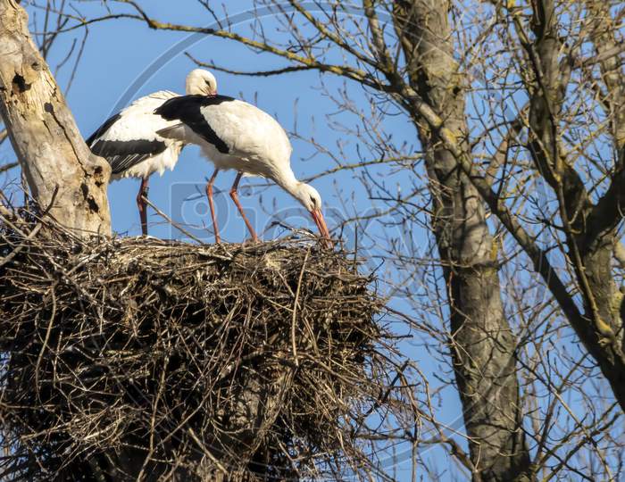 A stork couple in their nest at a cold day in winter next to Büttelborn in Hesse, Germany.