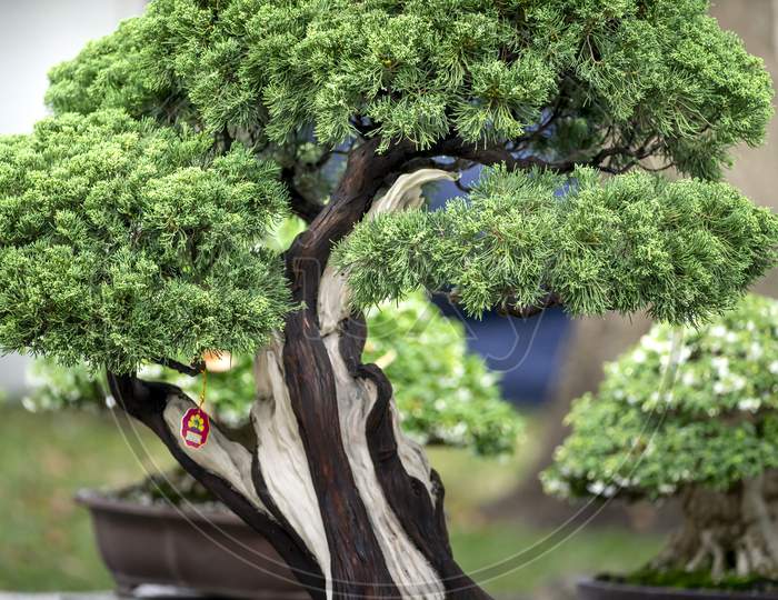 Bonsai pots displayed at a flower contest at Tao Dan Park during the Lunar New Year 2021
