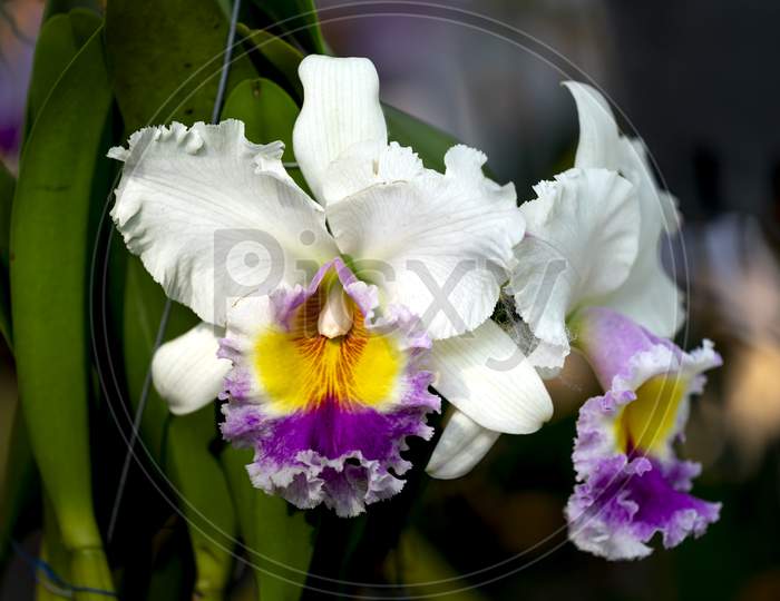 Close up orchid Cattleya flower in garden