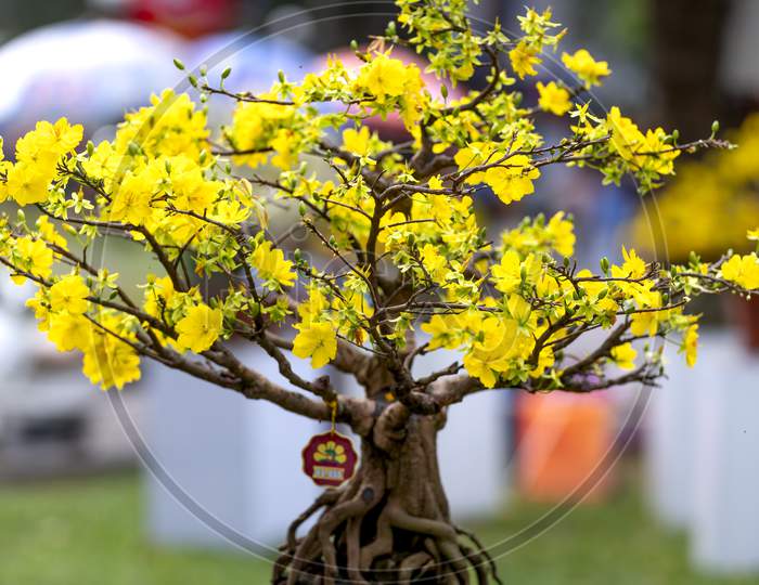 Ochna integerrima - Blooming yellow and white flowers bonsai