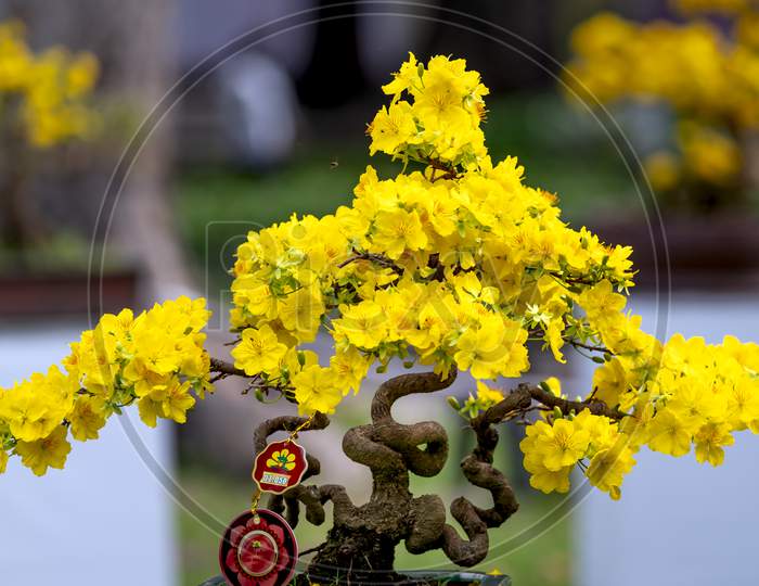 Ochna integerrima - Blooming yellow and white flowers bonsai