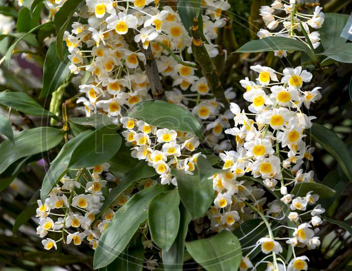 Tropical rainforest orchids. Wild orchid
