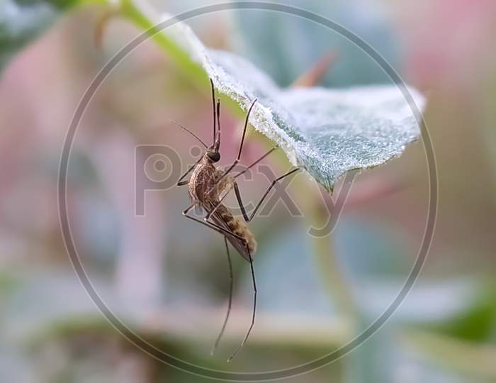 Culex pipiens Insects on leaf in indian village garden image  Mosquitoes image