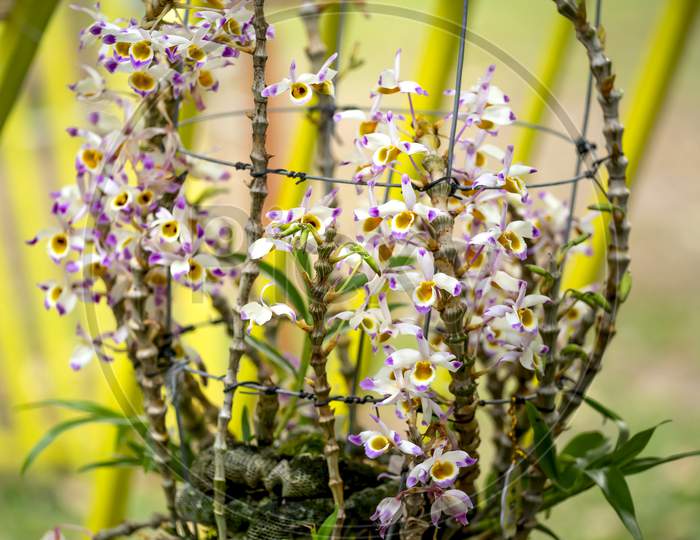 Dendrobium thyrsiflorum orchid flowers In the garden