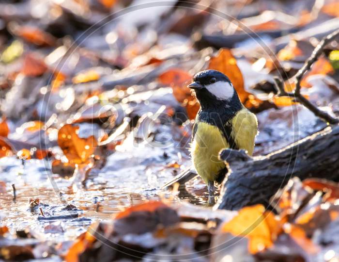 A coal tit taking a bath at a little frozen pond, using the only free space with water, surrounded by leaf at a cold day in winter in the natural reserve called Mönchbruch in Hesse, Germany.