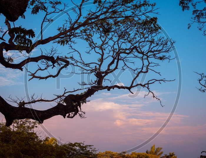 Silhouetted Tree Branch And Beautiful Evening Clouds Blue Hour Photograph. Cool Blue And Purple Tone The Sky Marks The End Of A Great Day.