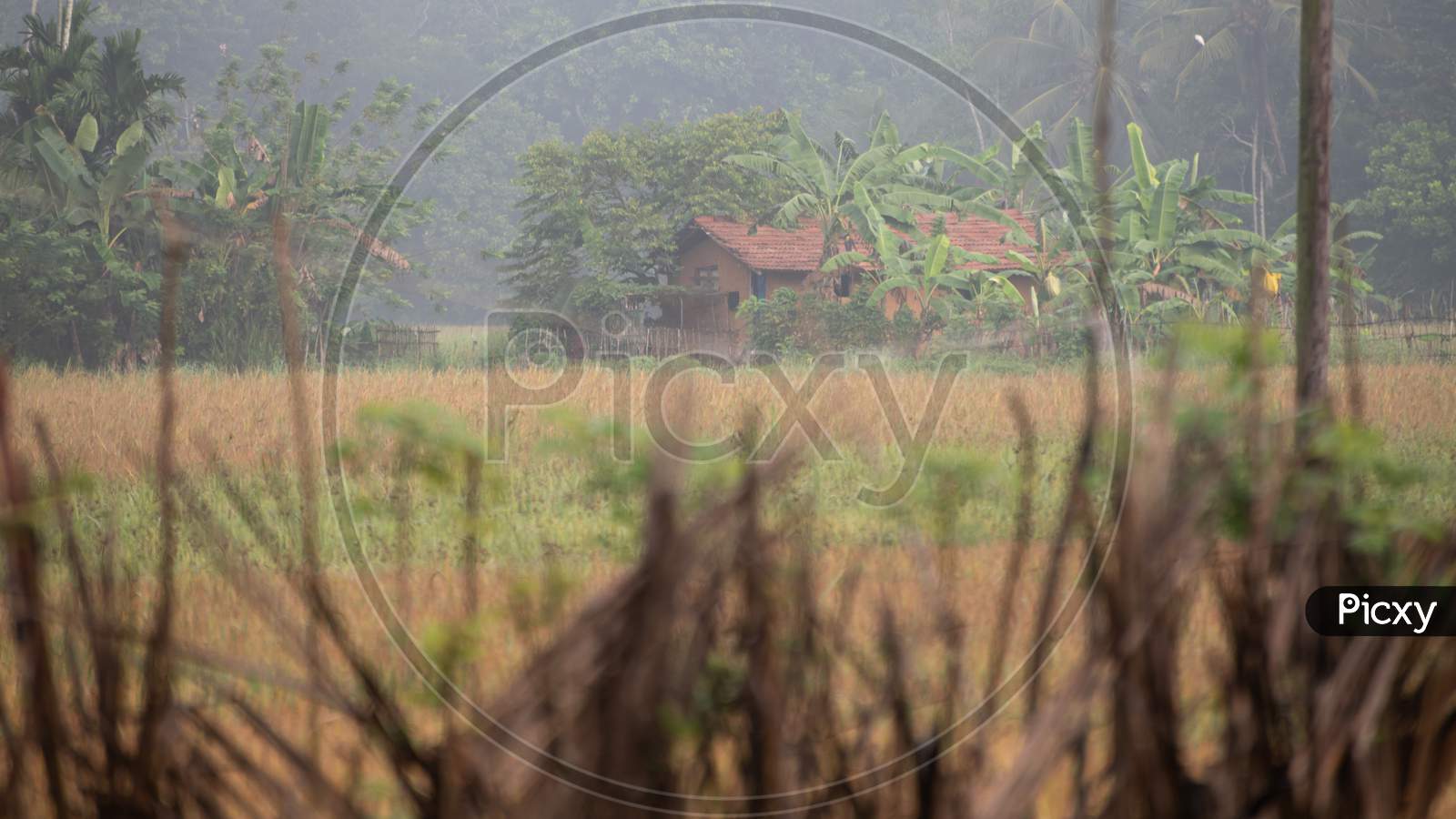 Village House Surrounded By The Paddy Field In The Misty Morning View.