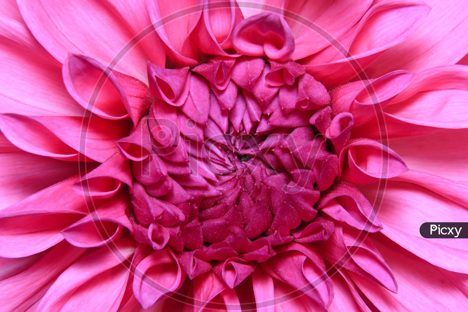 Closeup Of A Beautiful Flower