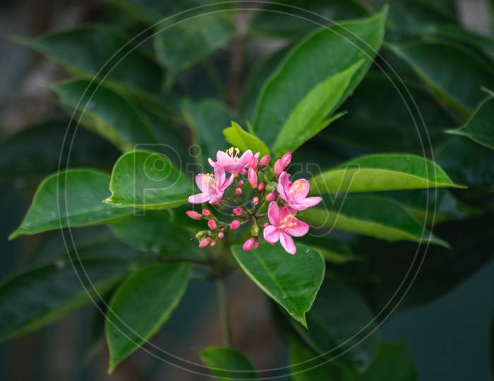 Bunch Of Vivid Saturated Pink Colored Wild Flowers View From Top Close Up Photo.