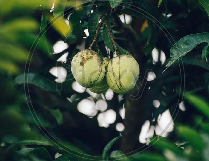 Ripe Fresh Raw Mango Pair Hanging Up On A Tree Close Up Photo,