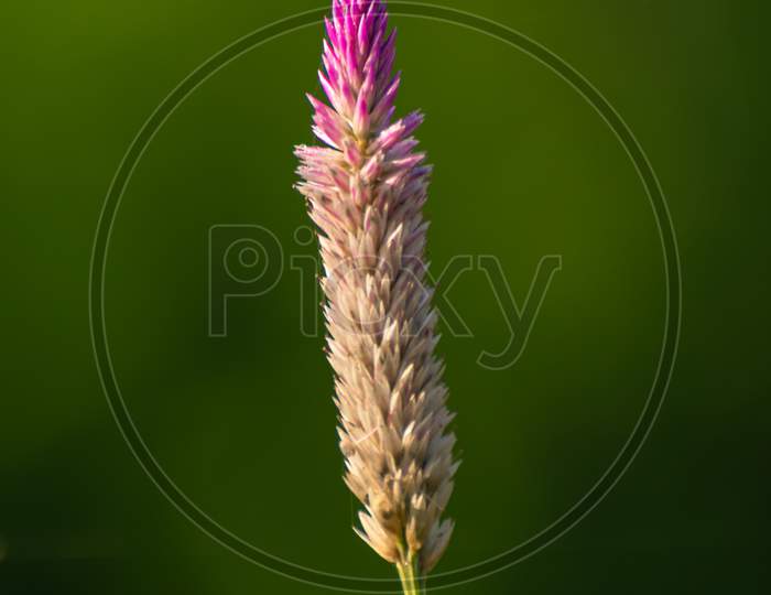 Cock'S Comb Plant Flower Isolated Against The Green Soft Background, Close Up Detailed Photograph Of The Beautiful Nature, Early Morning Light Hits And Glow One Side And Create A Shadow On Other Side.