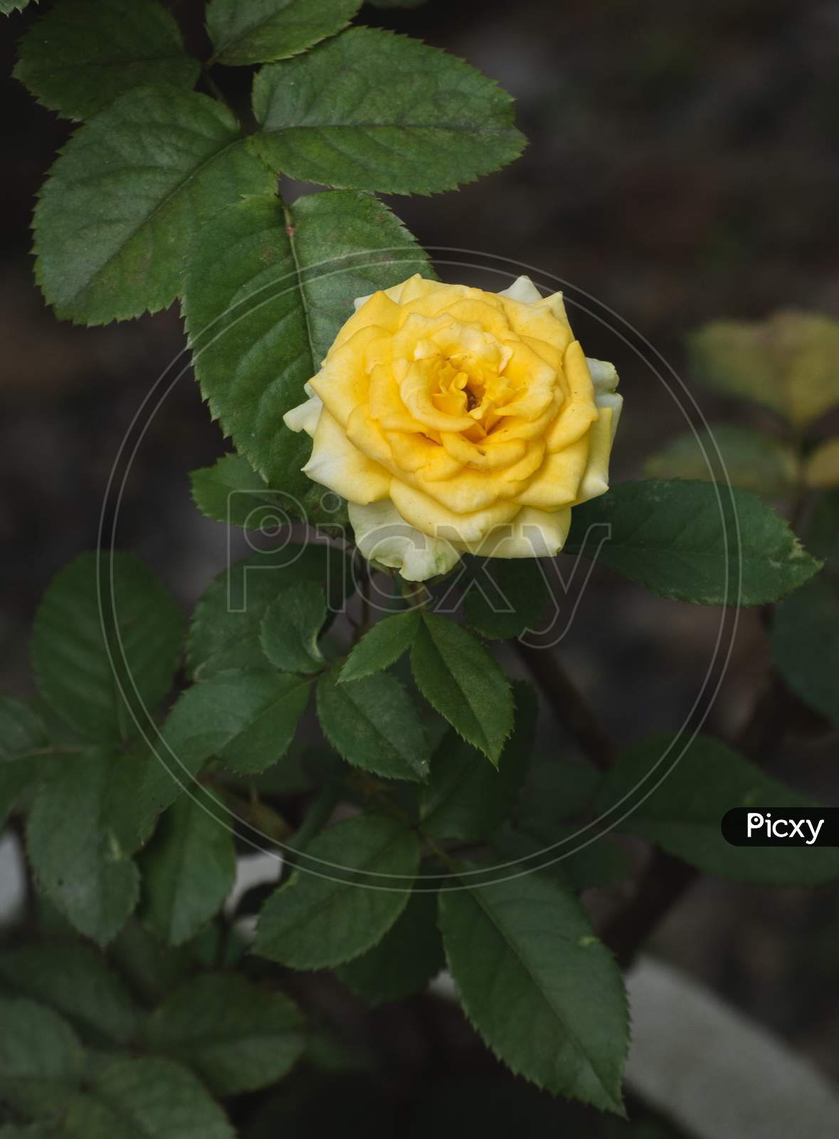Beautiful Yellow Rose Flower Isolated Against Dark Background,