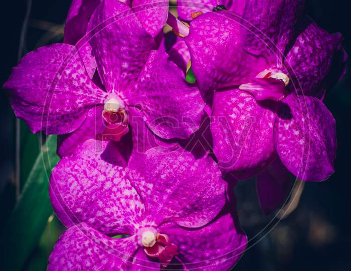 Purple Orchid Bouquet Close Up Photograph.