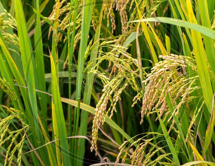 Image of Rise Plant With Golden Harvest Closes Up View Photograph ...