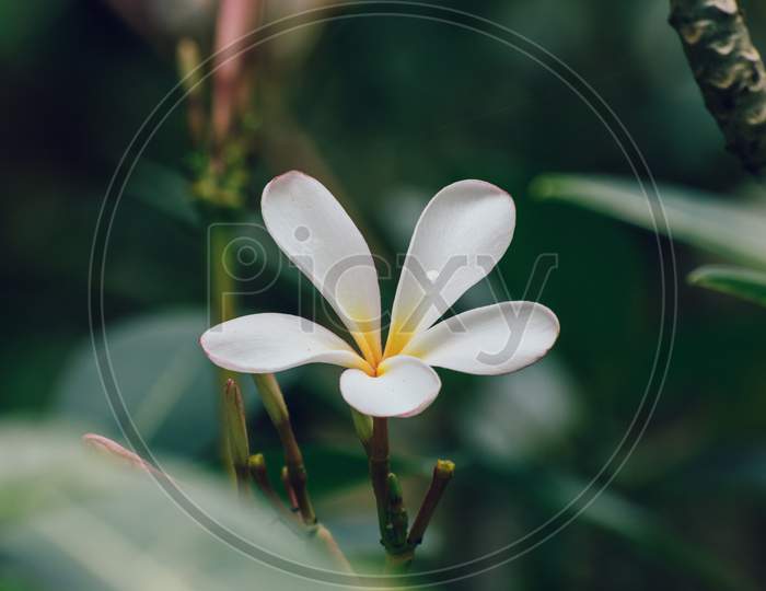 Isolated Beautiful Frangipani Flower Close Up Detailed Photograph, A Water Drop Dripping Into The Center In A Petal,
