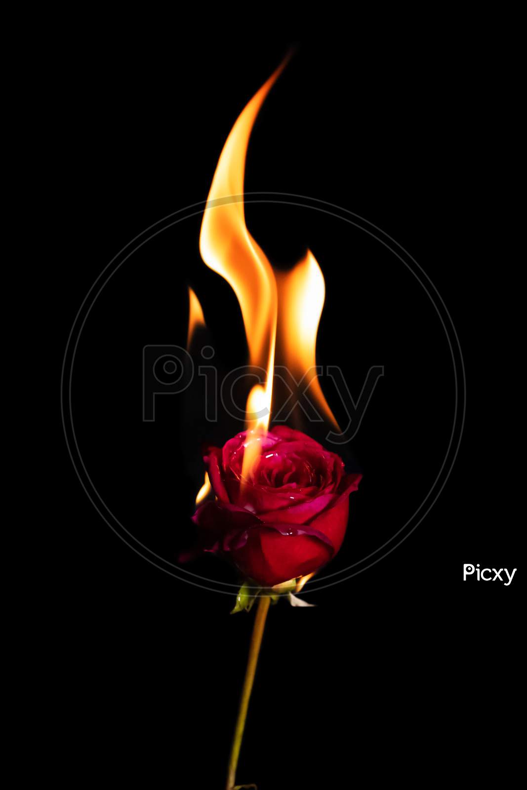 Red Rose On Fire