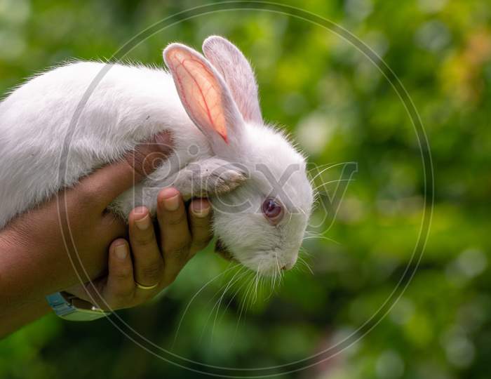 Fluffy And Adorable Red Eyed Albino White Rabbit Resting On The Warmth Of A Young Girl'S Hands, Light Passing Through Long Ears Make Veins Visible, The Concept Of A Friendship Photograph.