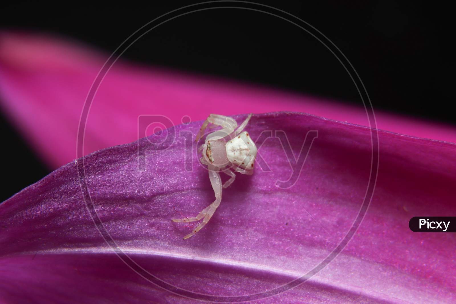 White Crab Spider On A Flower