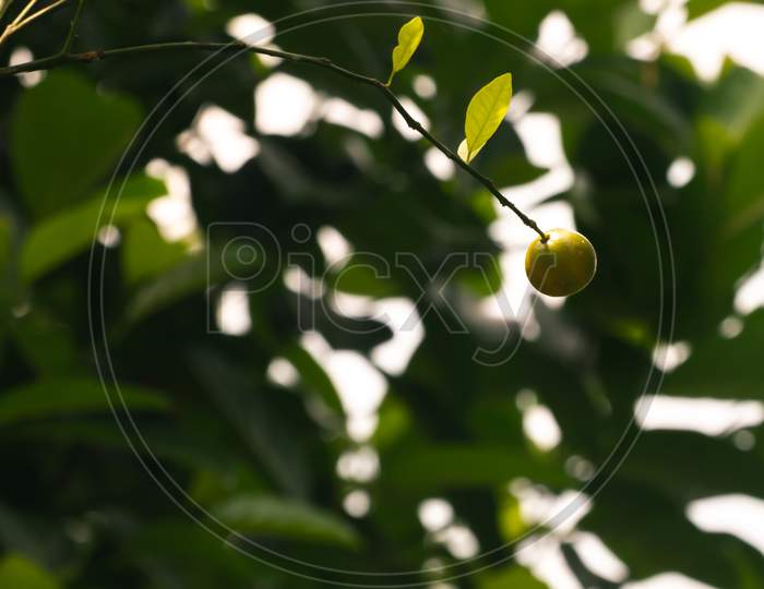 Fresh Citrus Orchard Fruit Hanging At The End Of A Long Branch Isolated Against Bokeh Background In The Orange Garden, Delicious Fruit Ready For Ripe, Raw Oranges Contains Essential Vitamin C,
