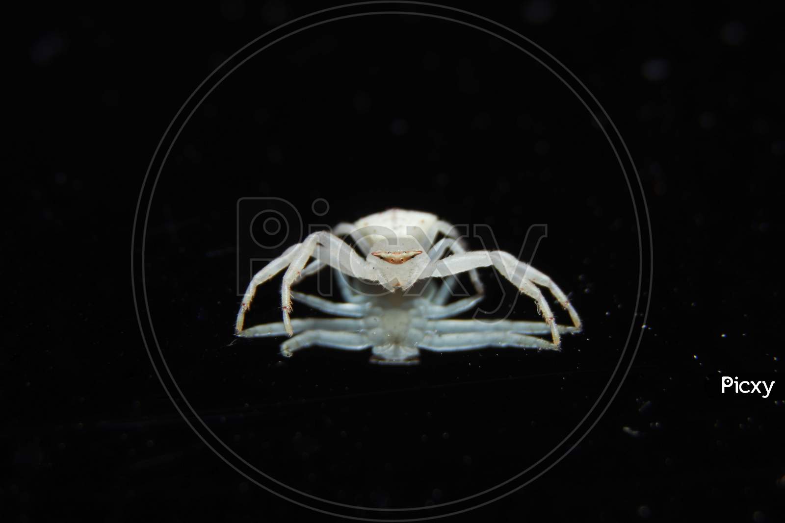 Beautiful White Crab Spider