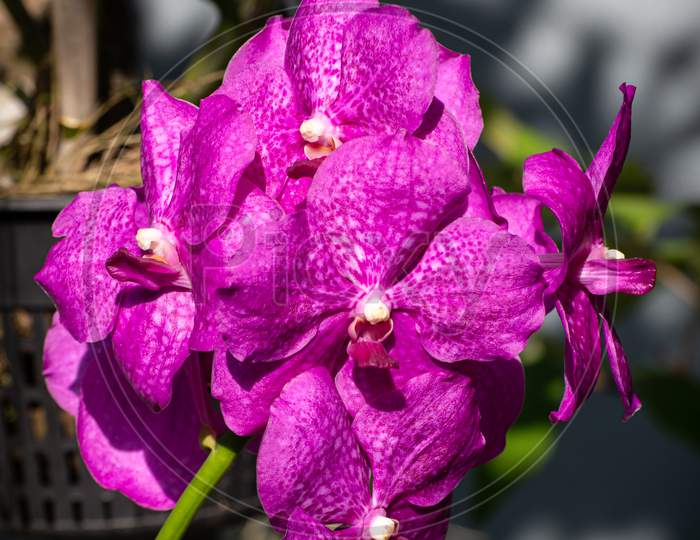 Purple Orchid Branch Close Up Photograph.