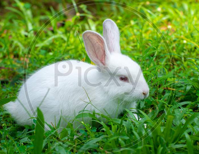 Cute And Cuddly Albino Bunny Rabbit Baby On The Grass Field, Got Red Eyes And Long Eye Lashes, Long Ears Up, Light Passing Through The Long Ears And Pink Veins Clearly Visible.