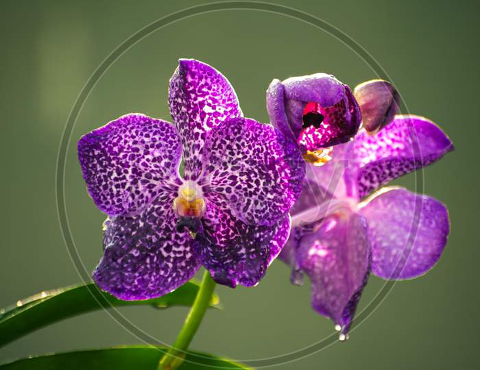 Purple Orchid Flowers Close Up Photo, Morning Dew In The Large Petals Against Soft Yellowish Bokeh Background,